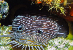 Splendid ToadFish, Cozumel Mexico
 by Alejandro Topete 